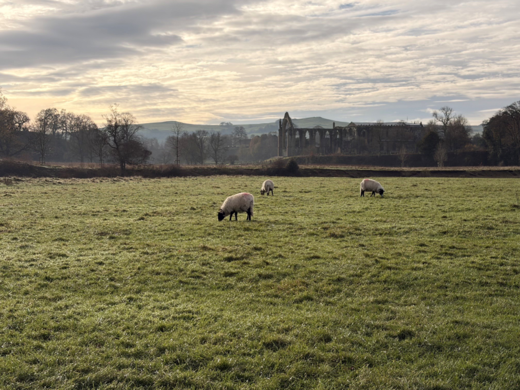 Bolton Abbey in background, graving sheep in foreground