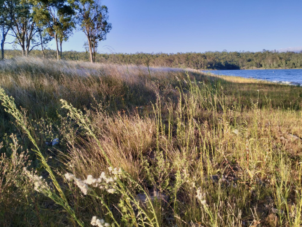 Reeds and Water