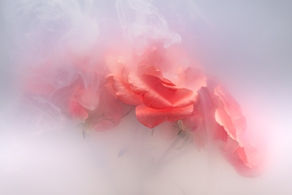 Red roses that appear to be surrounded by a white smoke