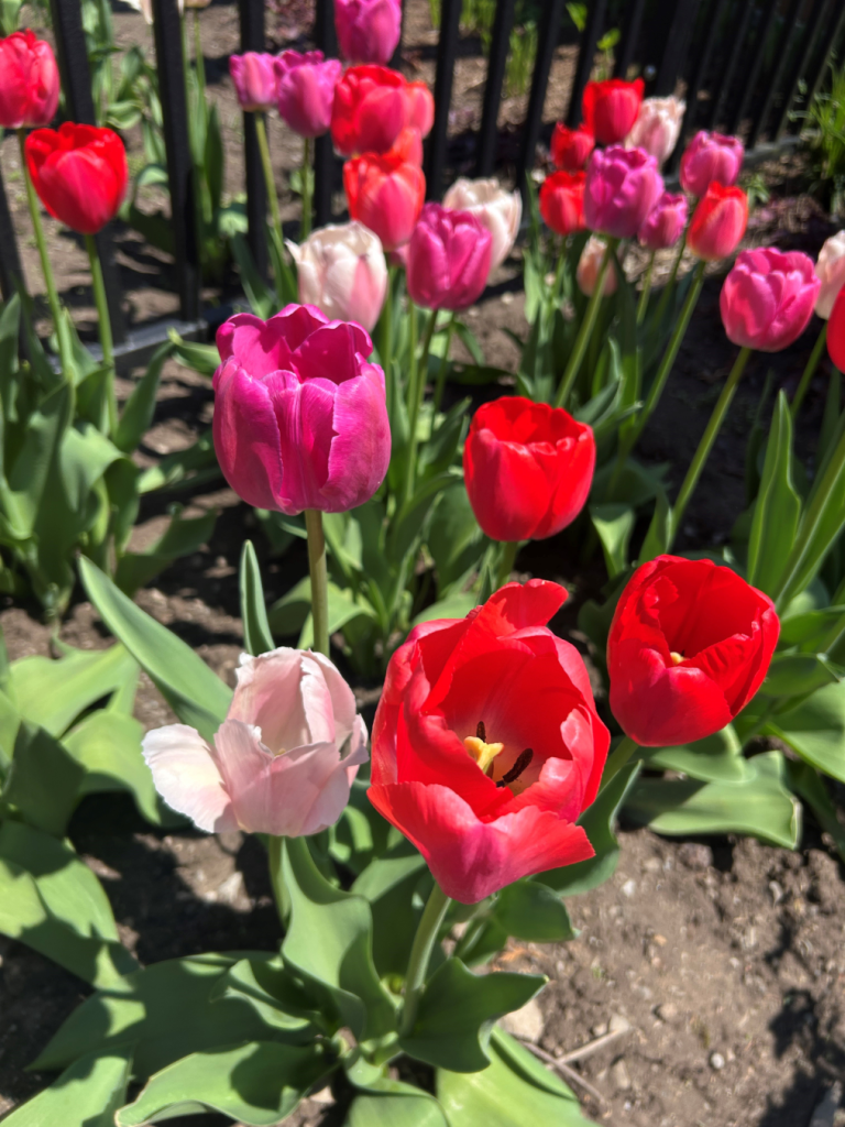 Tulips