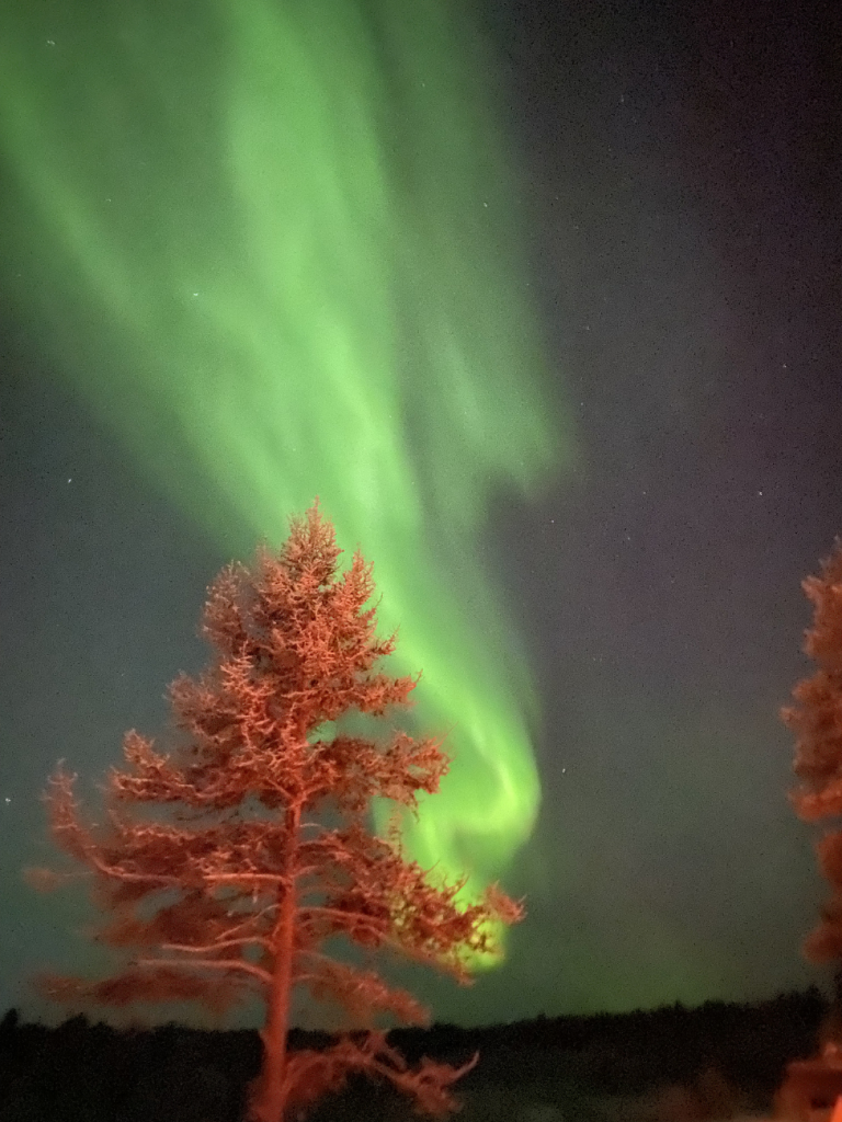 Green lights at night behind a red tree