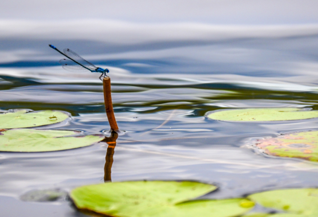 Dragonfly on lily