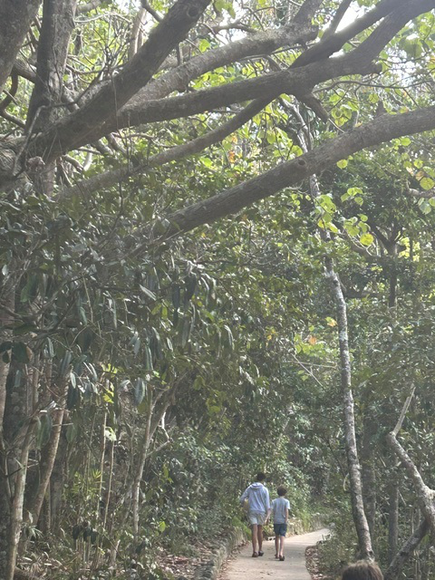 Boys in forest