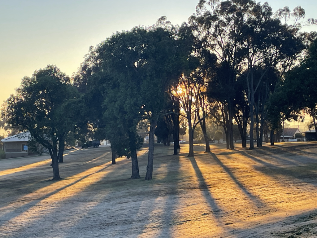 Sunset in the trees