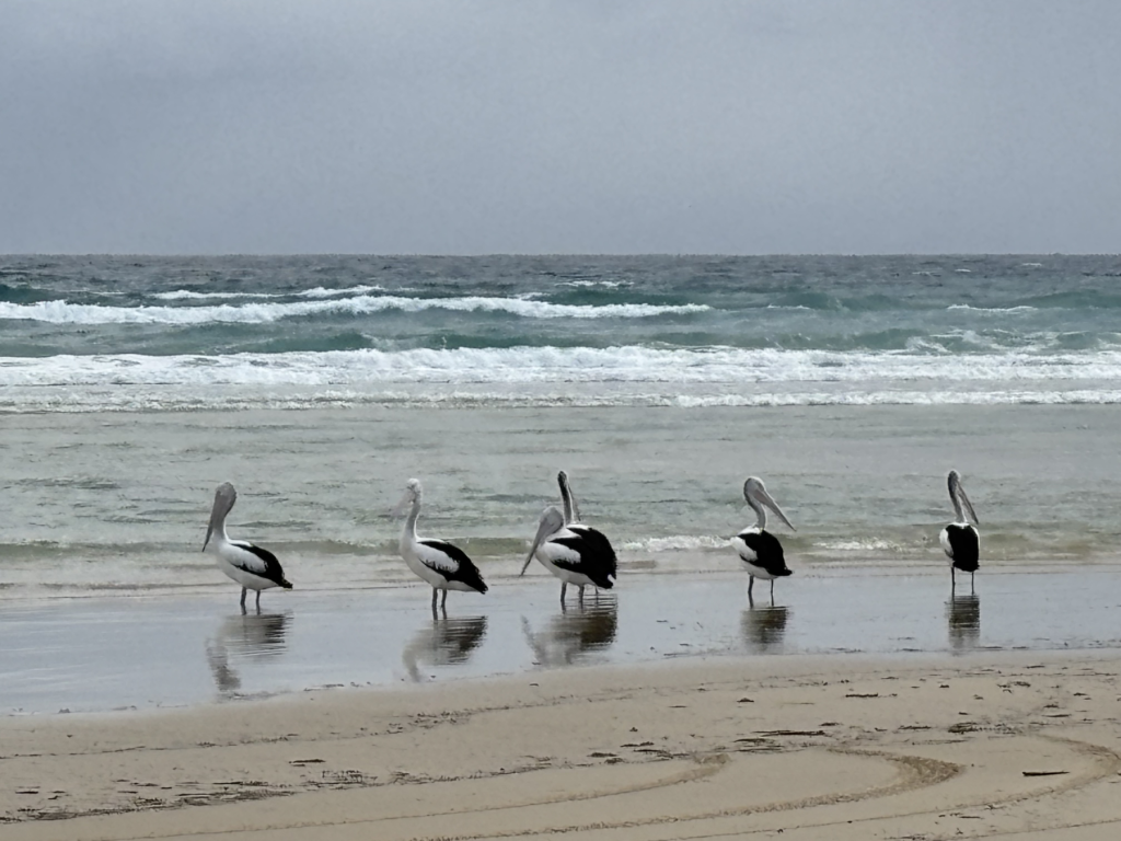 Pelicans on Finders Beach