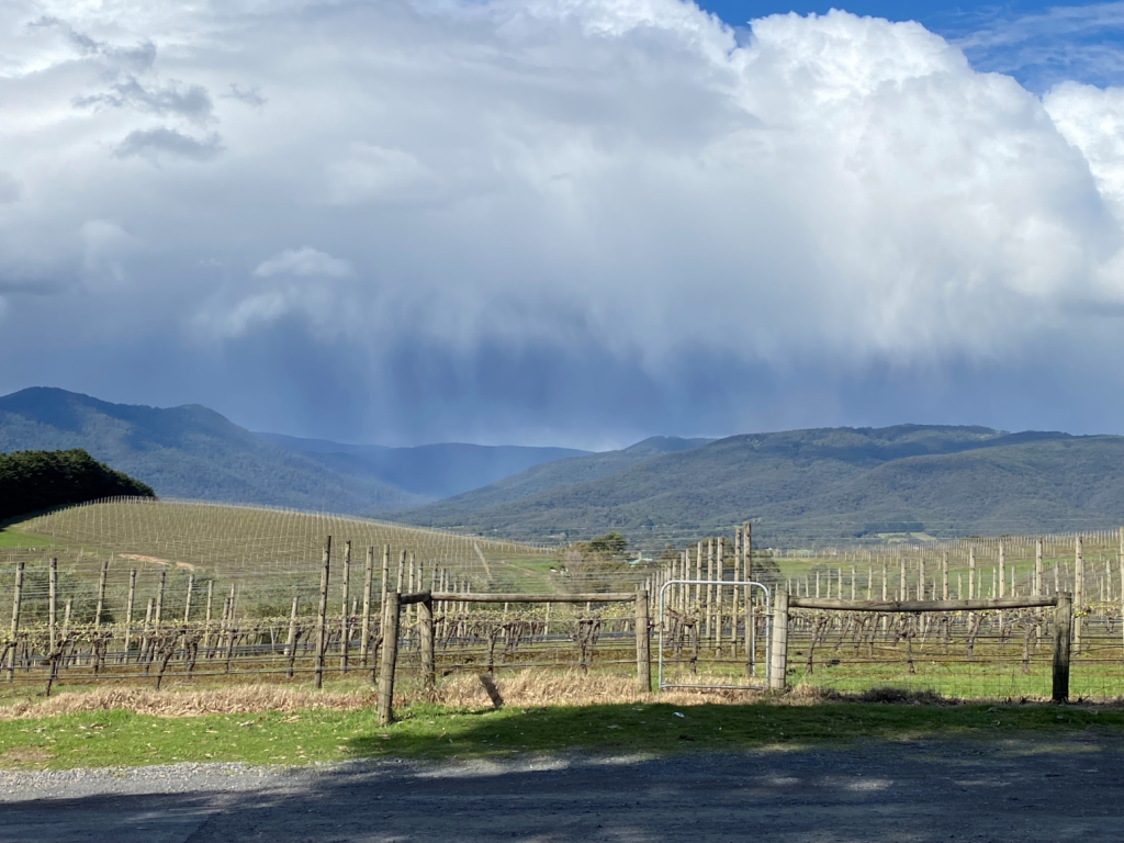 Vineyard Yarra Valley