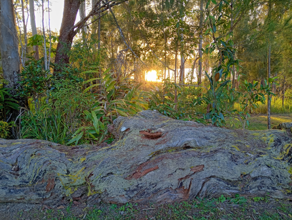 Sun shining on lake in the background. Tree trunk in foreground