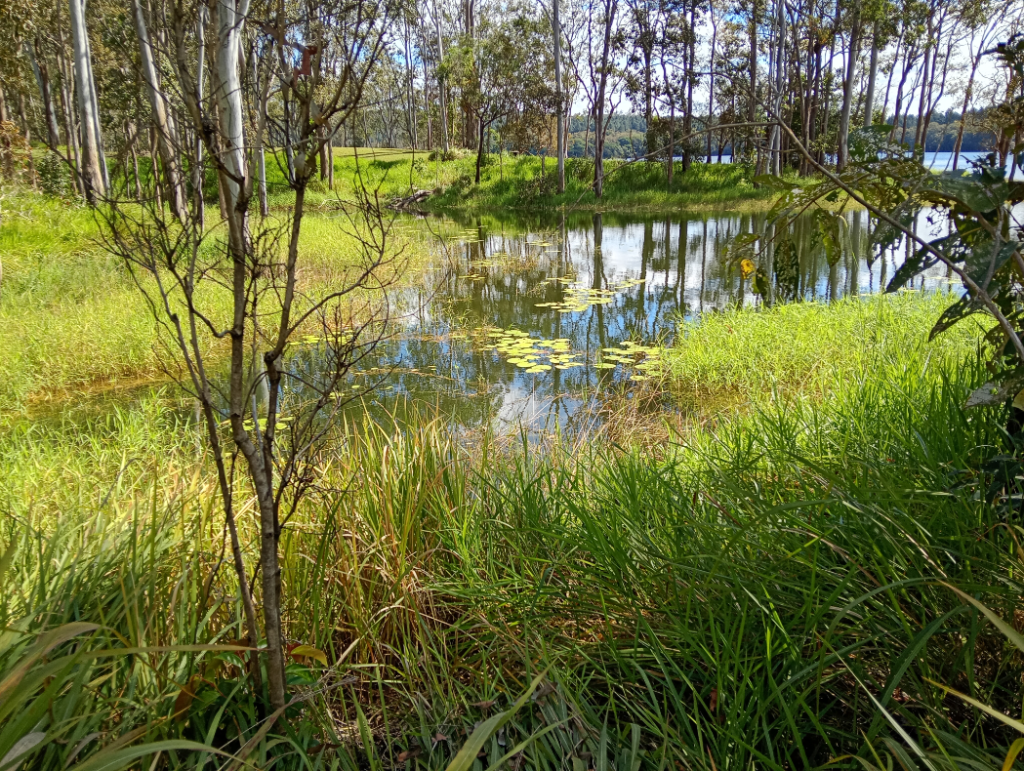 Lake and trees