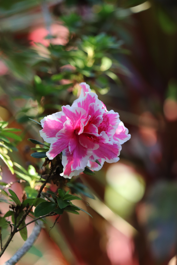 Pink flower