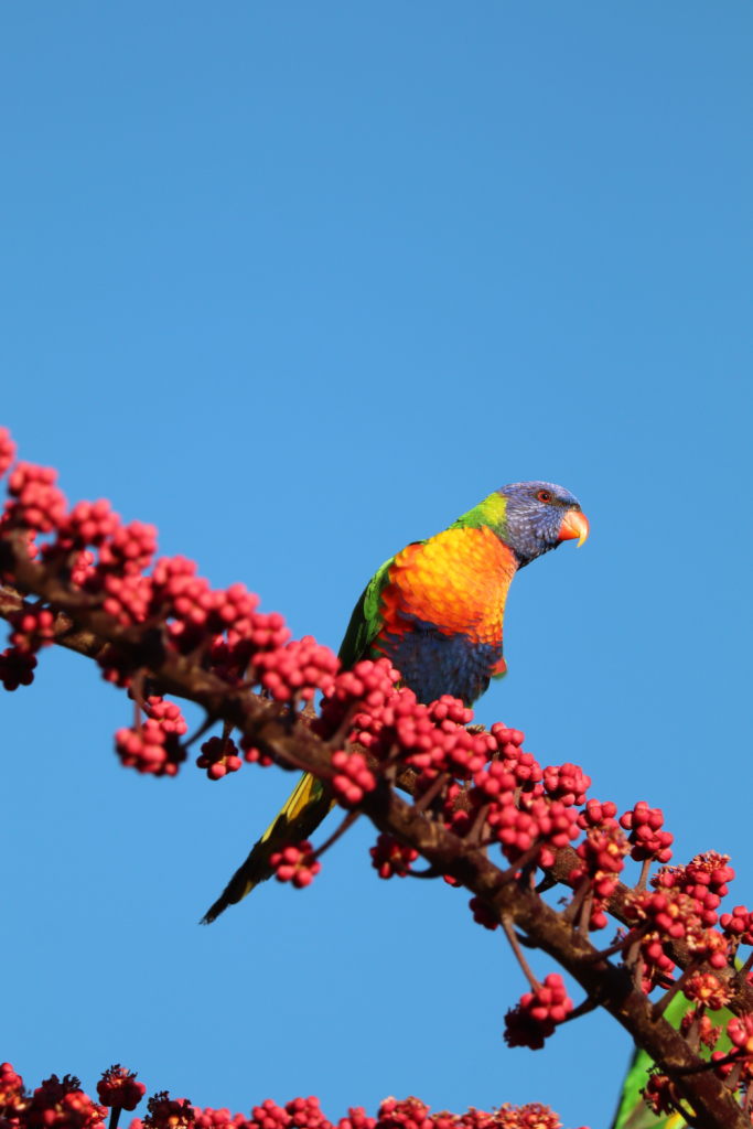 Lorikeet
