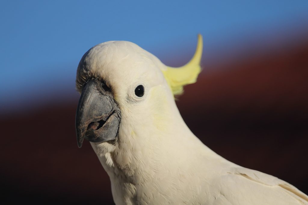 Silver crested cockatoo