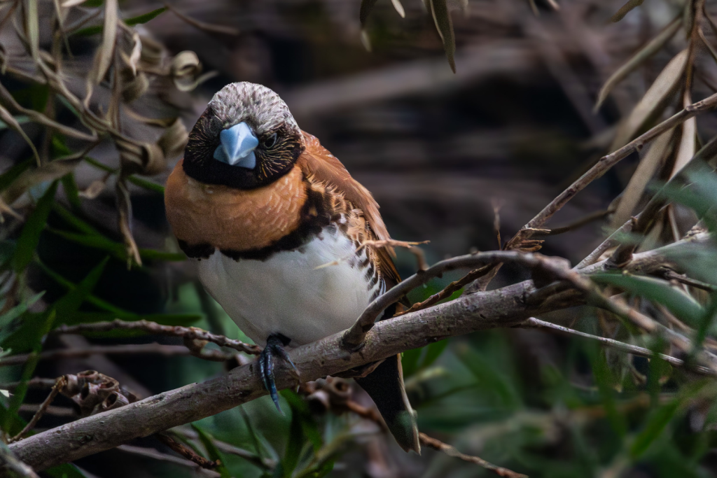 Chestnut Breasted Manneken