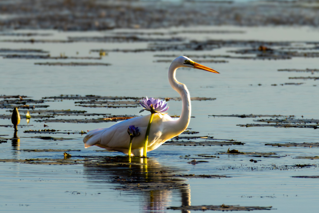 Wading bird