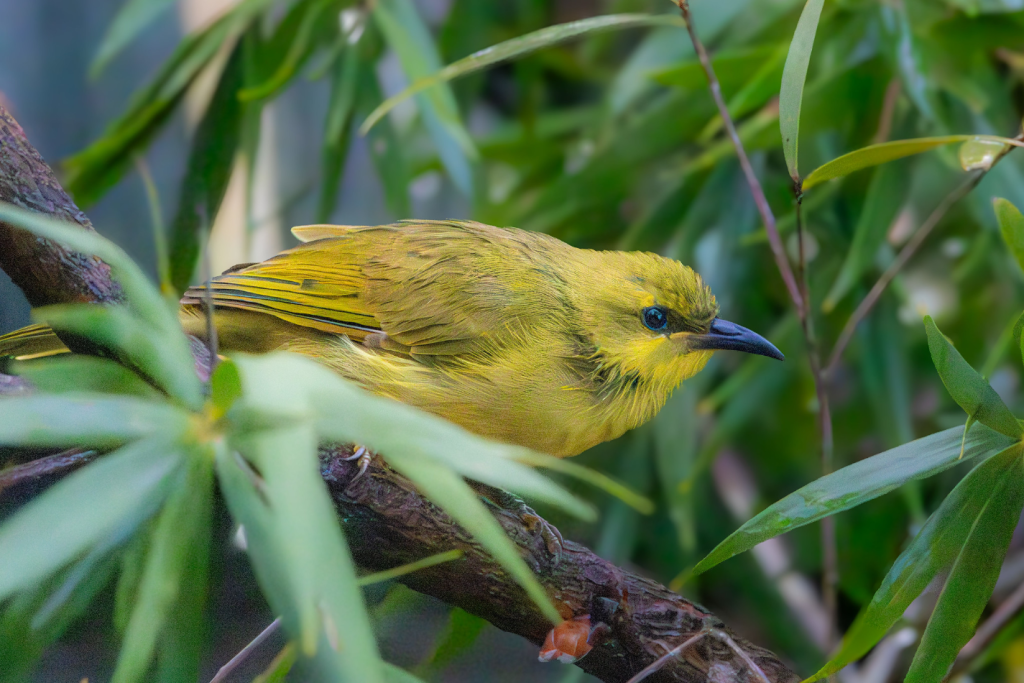 Yellow Honeyeater