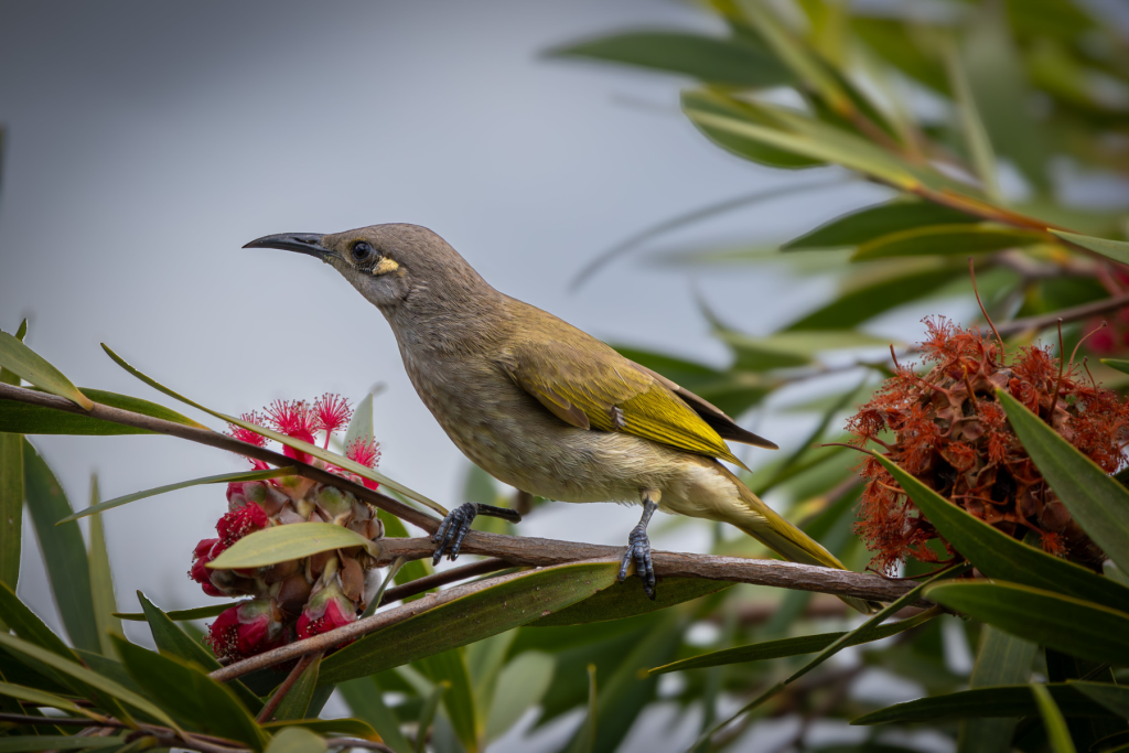 Brown Honeyeater