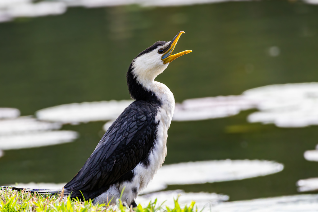 Little Pied Cormorant