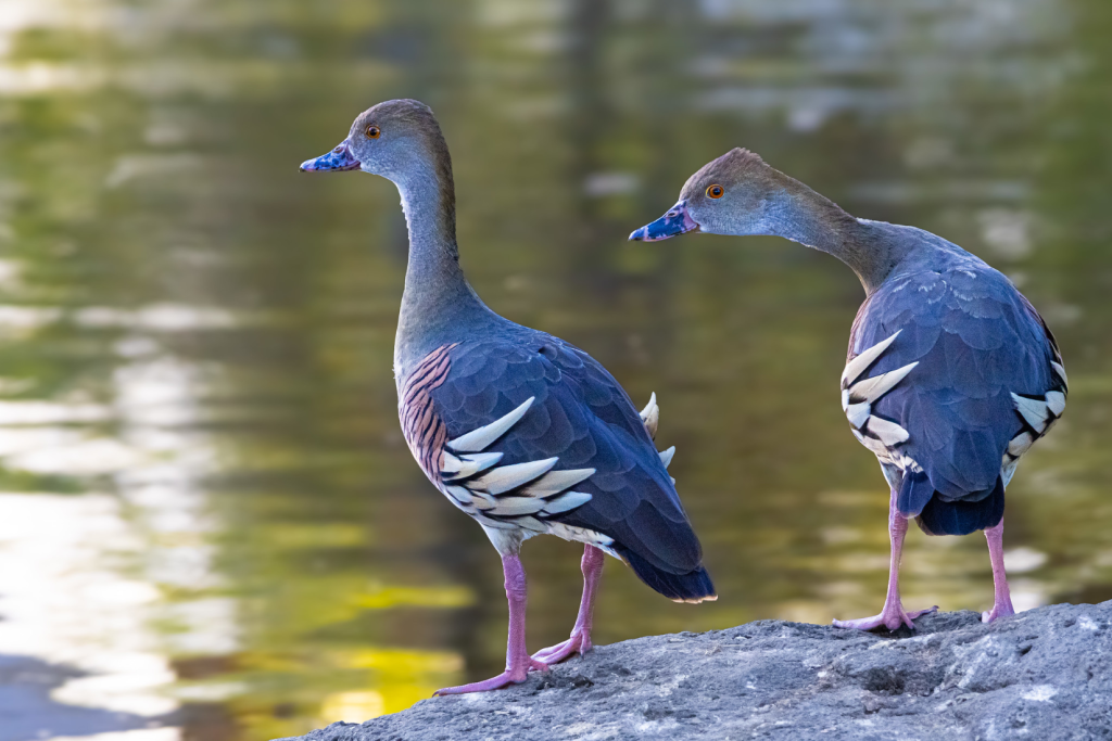 Plumed Whistling Ducks at Lakeside Park