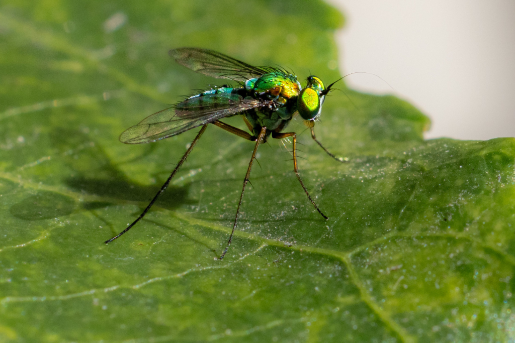 A tiny insect on a passion fruit vine