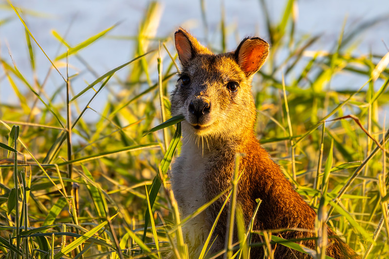 Wallaby at Townsville Town Common