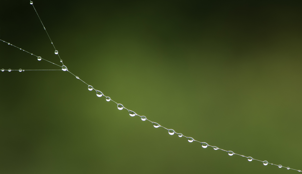 Drops of water on a spiders web
