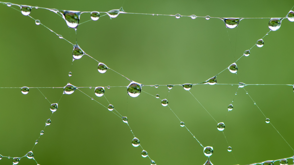 Drops of water on a spiders web