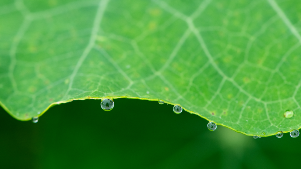 close up of drops of water on a leaf