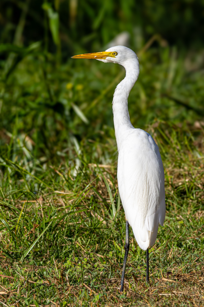 Plumed Egret